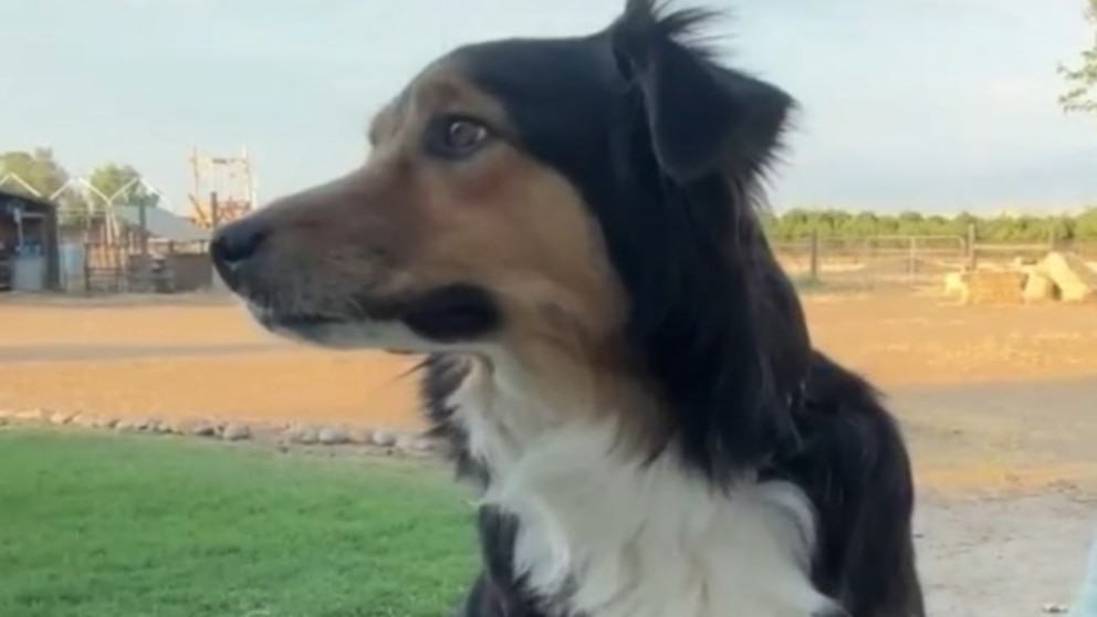 MIRAR: Perro se reúne con su familia después de 10 días