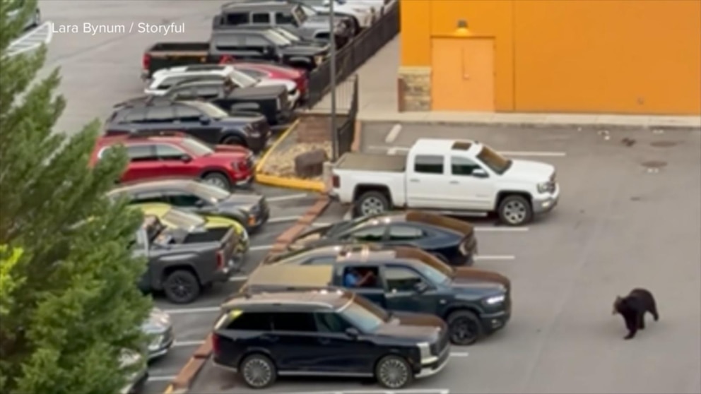MIRAR: Un oso en un estacionamiento de Tennessee hace que los compradores corran hacia sus autos