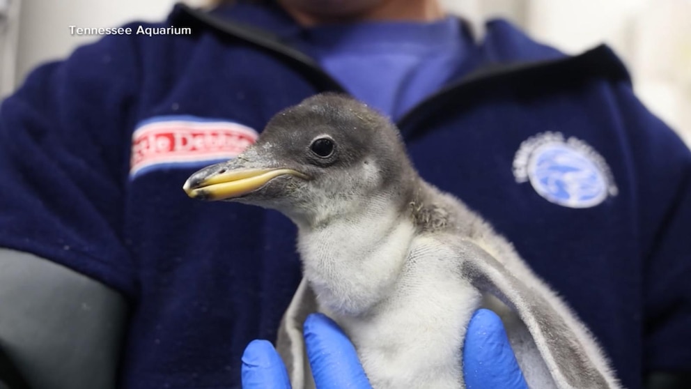 MIRAR: Nuevo pingüino bebé