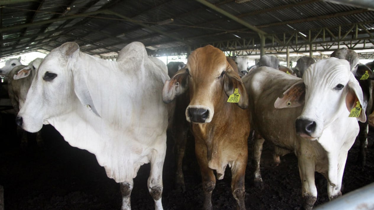 ¿Por qué el momento del sacrificio durante Eid al-Adha resulta especial? Resulta que esta es la razón