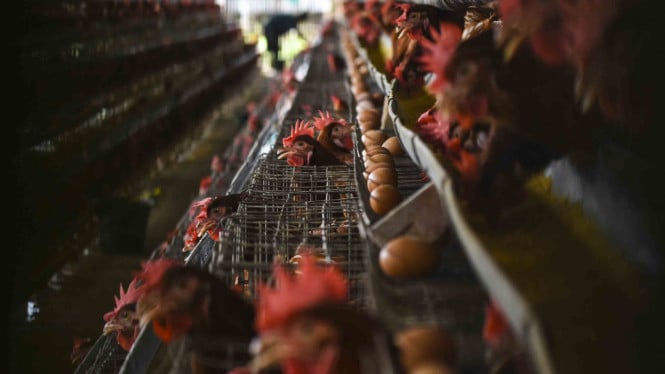 Con un presupuesto de 20 billones de rupias, el ministro de Agricultura, Amran, construirá una granja de pollos integrada para apoyar a MBG.