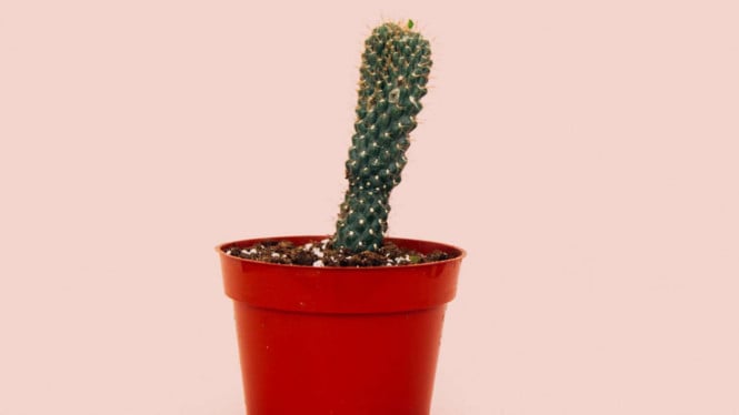 ¿Sabías que los hombres pueden doblar tus partes privadas? ¿Por qué puedes?