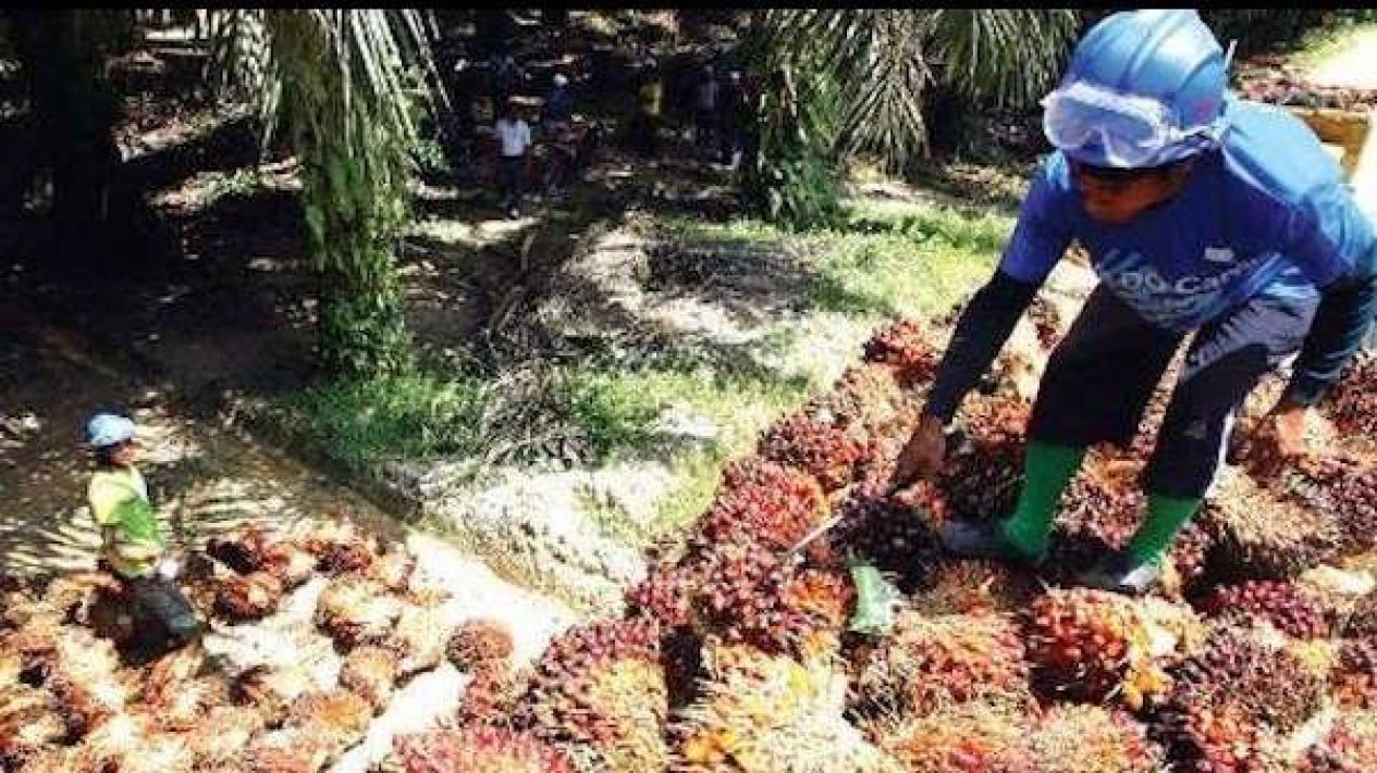 Mantener la estabilidad de los precios del aceite de palma