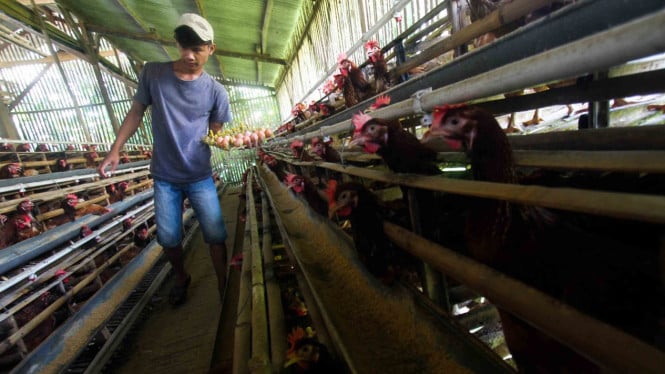 El Ministerio de Agricultura se dispone a nivelar la producción de huevos y gallinas fuera de Java, aquí está la estrategia