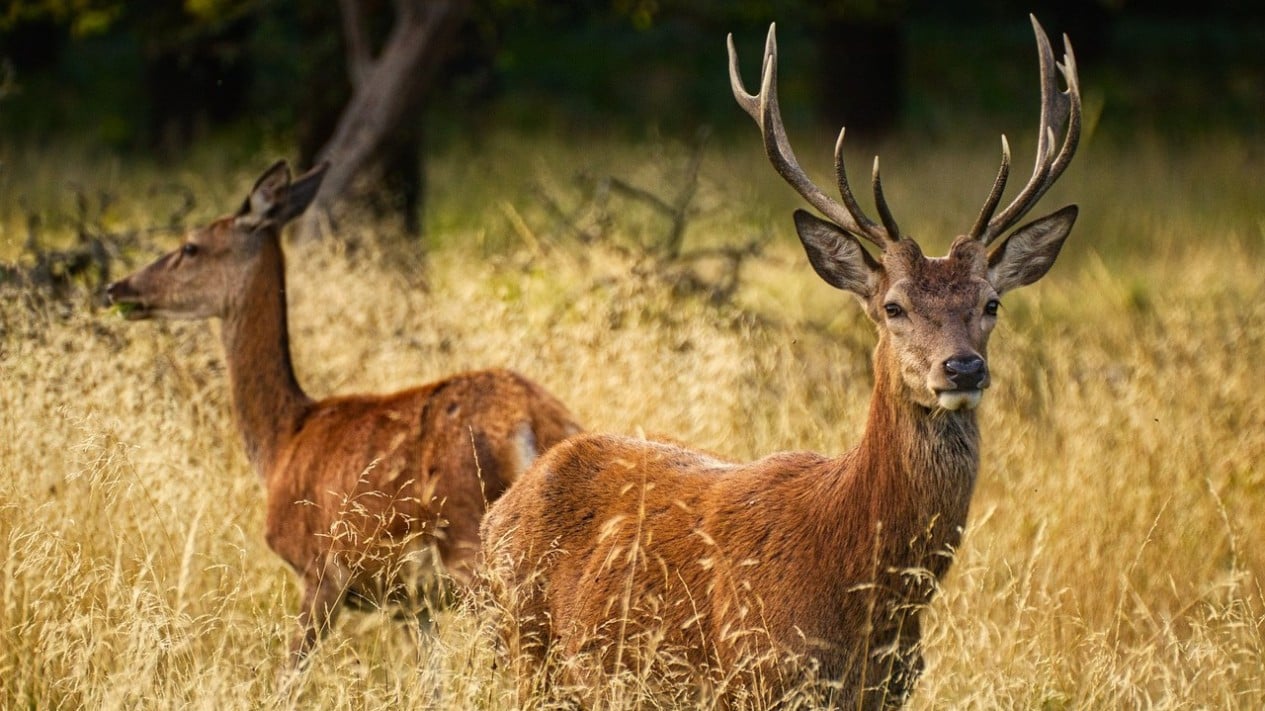 Ciervo muerto tras ser atropellado por un coche en la autopista de peaje Serpan