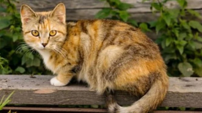 La policía interroga en Blara a un hombre que mató a patadas a un gato