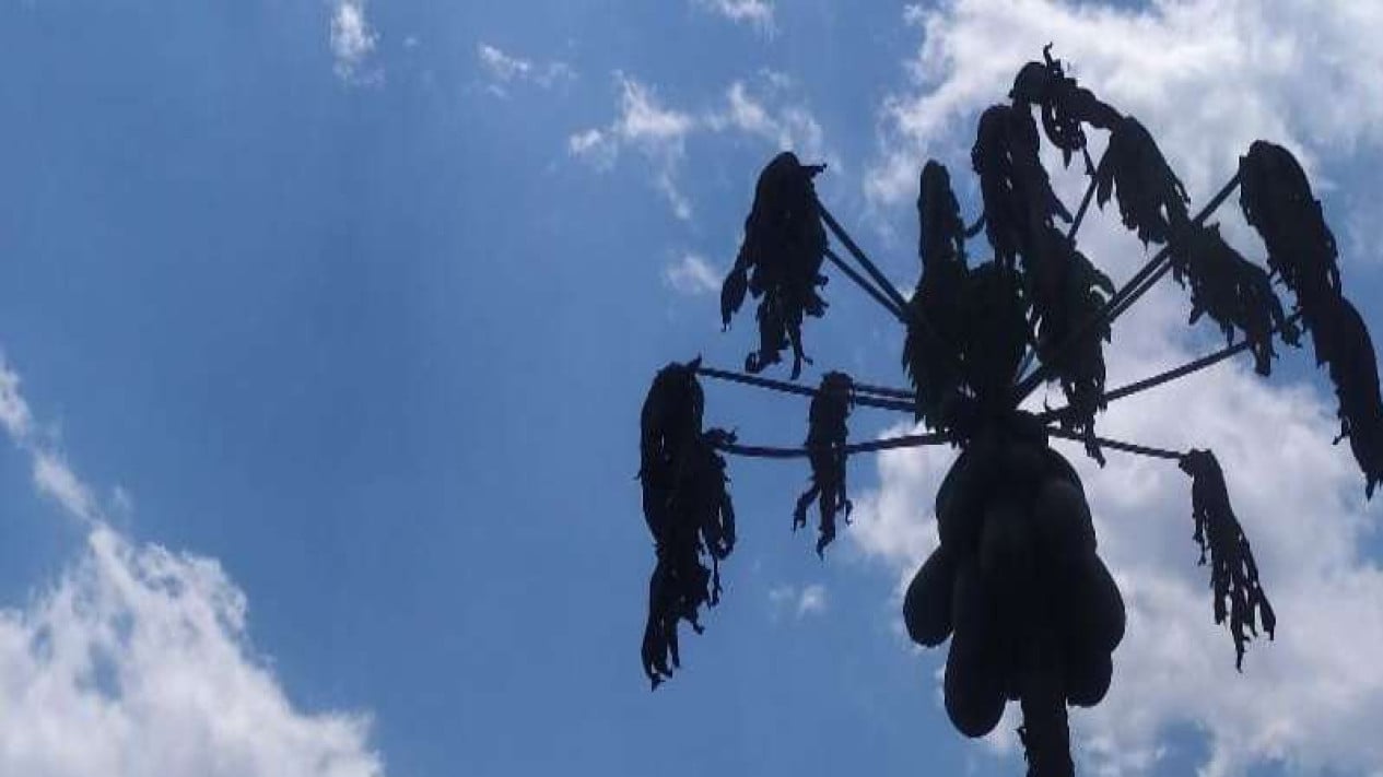 El gobierno está haciendo esto para contrarrestar la posibilidad de un ‘Godzilla El Niño’