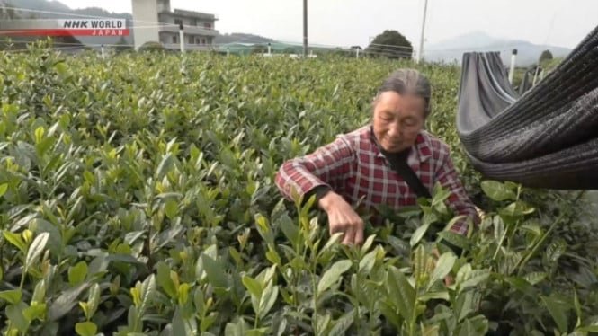 68ff075e228fa-ilustrasi-petani-matcha_665_374.jpg