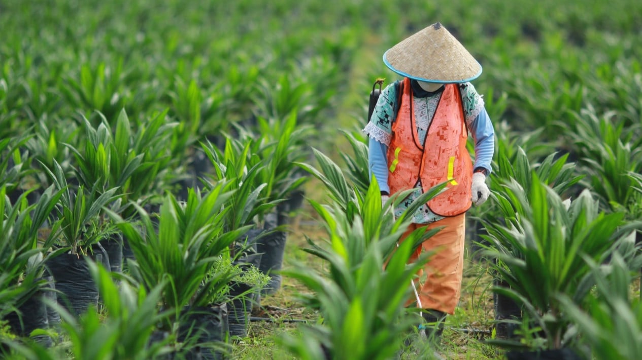 Bakri Sumatra Plantations registra un beneficio operativo de 388.000 millones de IDR