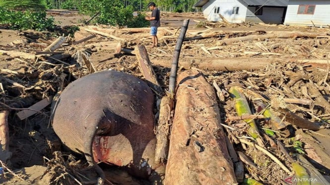 Elefante de Sumatra encontrado muerto, arrastrado por las inundaciones de Aceh, pudriéndose en un montón de madera