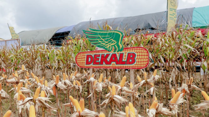 69739d409f5e4-bayer-bersama-petani-di-kendal-panen-jagung_665_374.jpg