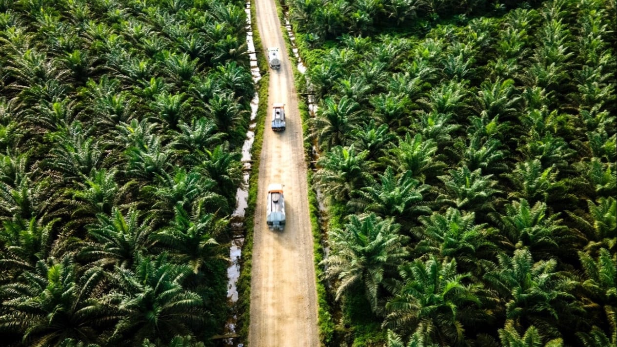 Cinco razones por las que la industria del aceite de palma de Indonesia debería adoptar inmediatamente la tecnología IoT y la IA