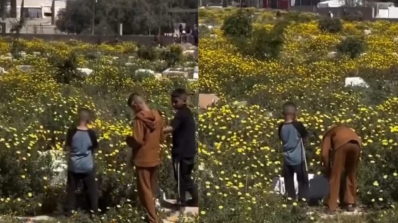 ¡Viral! Los cementerios de Gaza llenos de flores, internautas: están en el cielo