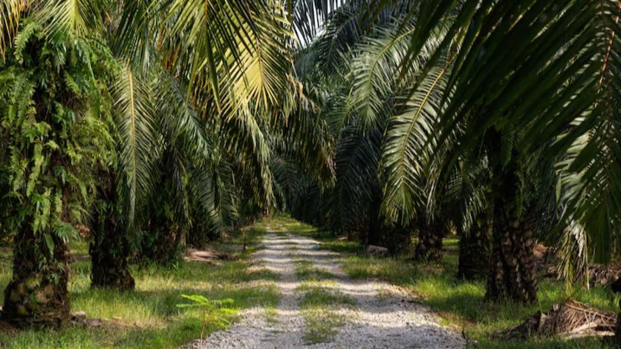 Refiriéndose a Malasia, que ya cuenta con regulaciones vigentes, la RPD presionó para que se aprobara una ley separada sobre el aceite de palma en Prolegnas 2026.
