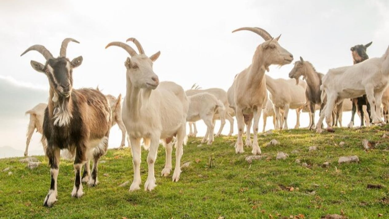 ¡Cuidado! Estas son las 5 condiciones para comprar cabras para el sacrificio de acuerdo con la Shariah legal e islámica