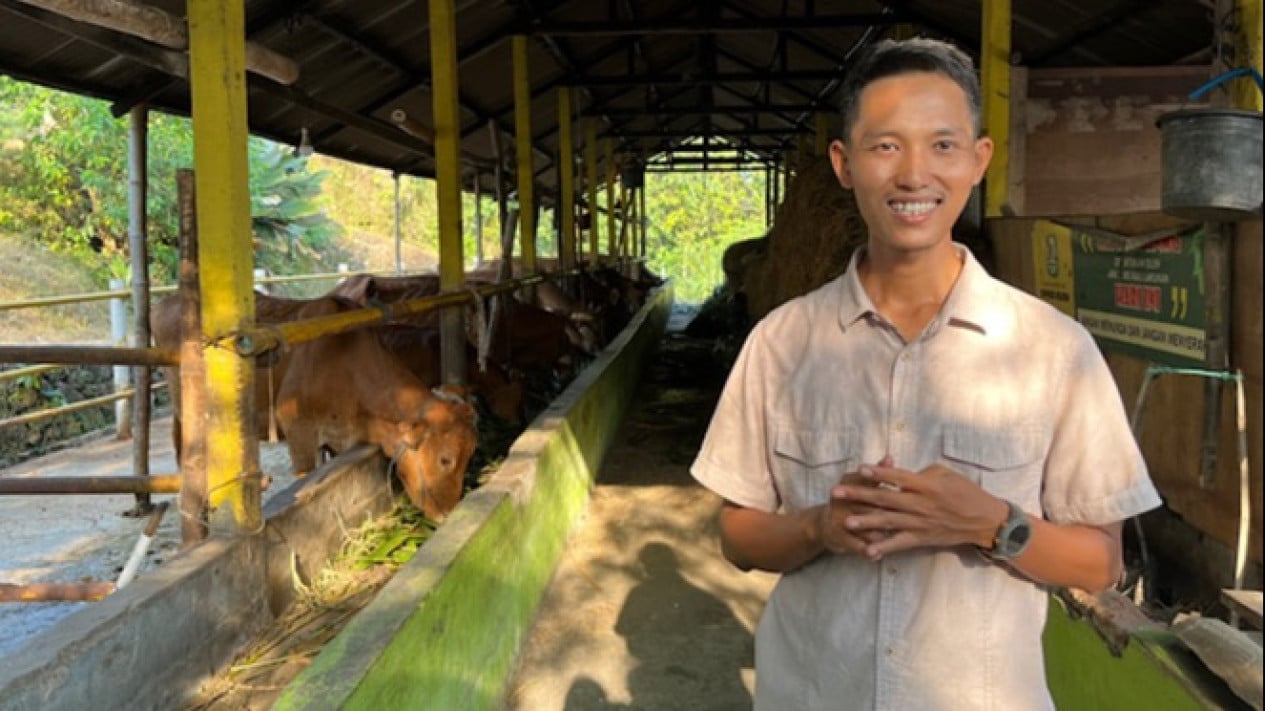 El estiércol de vaca genera ganancias, la cooperativa en Lamongan obtiene una facturación de decenas de lakhs por mes