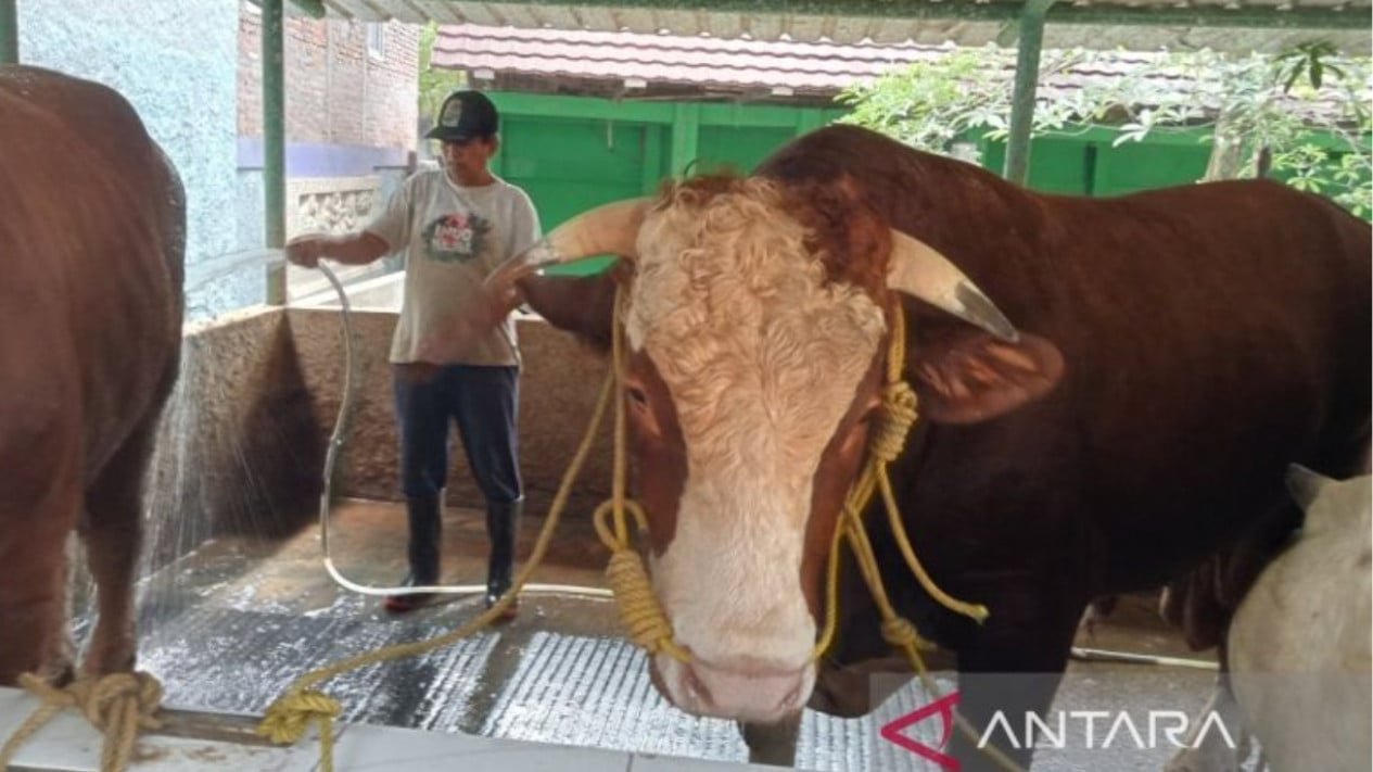 Avistamiento de la vaca gigante de Prabowo desde Bantul, que pesa 1,05 toneladas para el sacrificio de Eid al-Adha