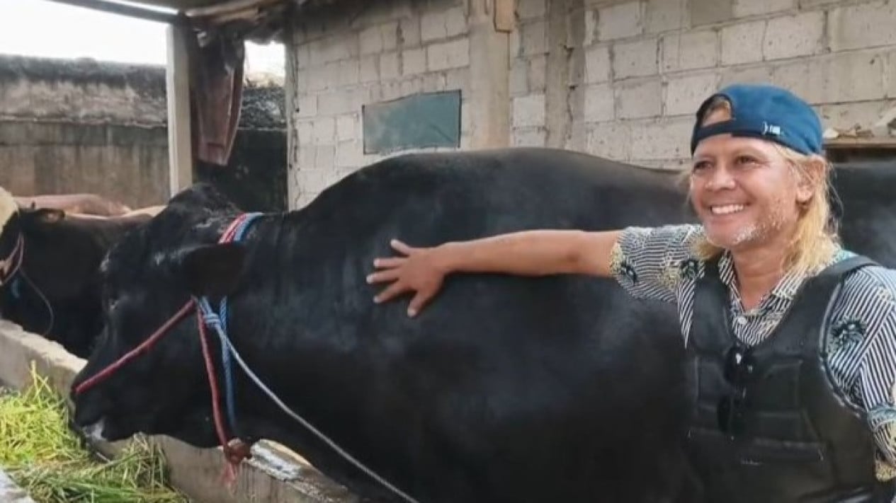 Forma de vaca de sacrificio de Prabowo de Tangerang que pesa 1,15 toneladas