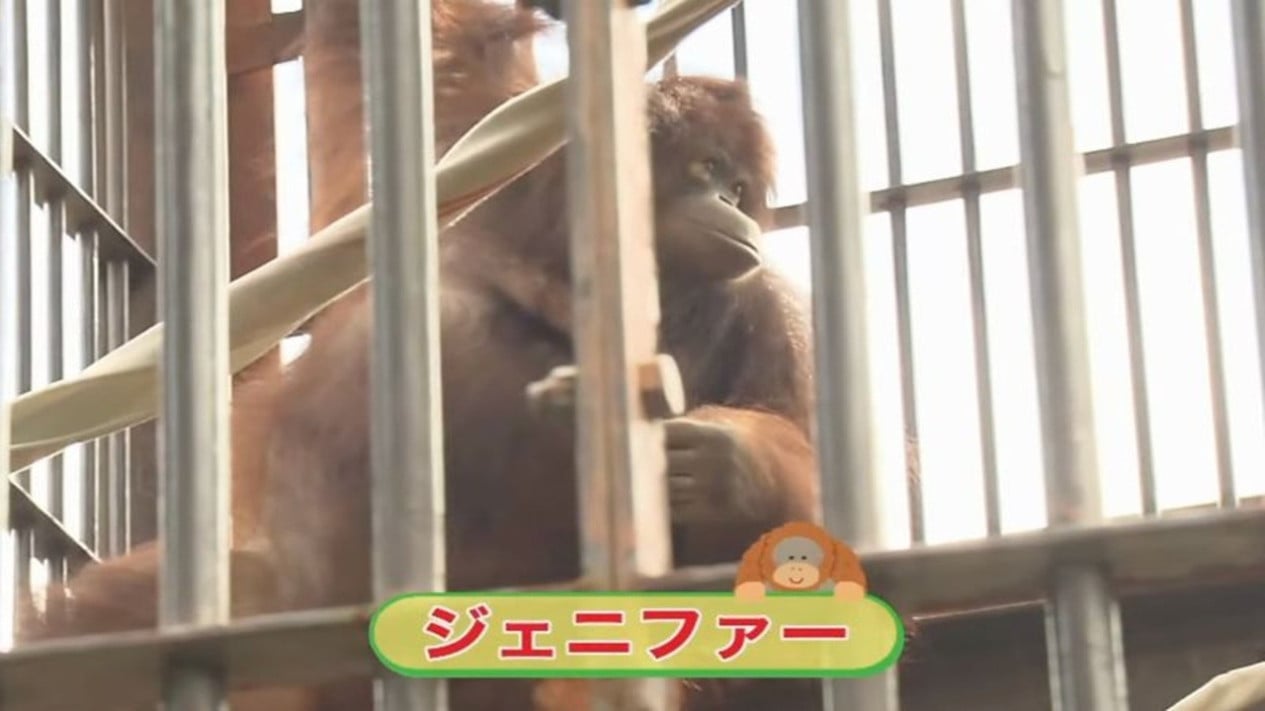 Jennifer y Hayato, los orangutanes de Borneo que fortalecen la amistad entre Indonesia y Japón