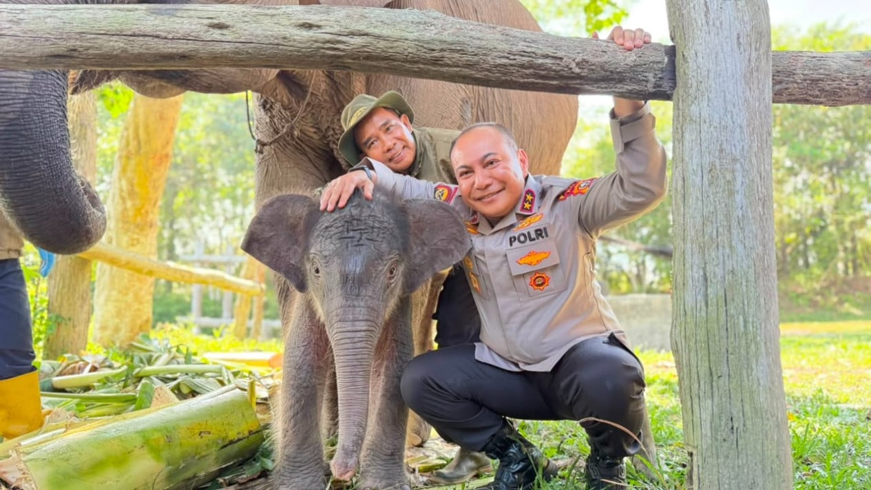 El jefe de policía regional de Riau, Tesso Nilo, nombró a la cría de elefante ‘Miss Seroja’ con un significado más profundo detrás.