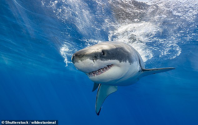 7157062-15844179-Australian_scientists_found_sharks_incubated_in_tanks_that_simul-a-4_1779593583255.jpg
