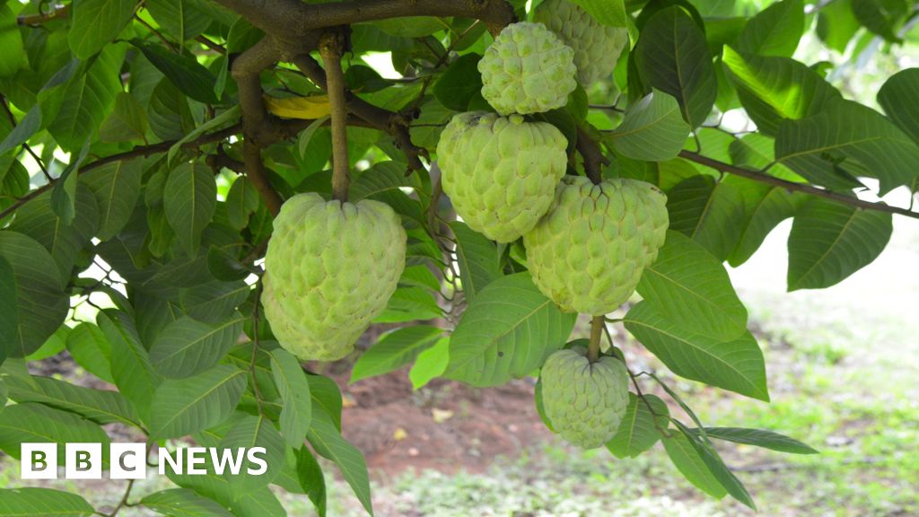 Un cultivo que crece bien en condiciones difíciles