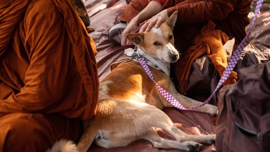 ¿Dónde están paseando hoy los monjes y el perro Aloka? Ruta de la Marcha por la Paz y mapa en vivo