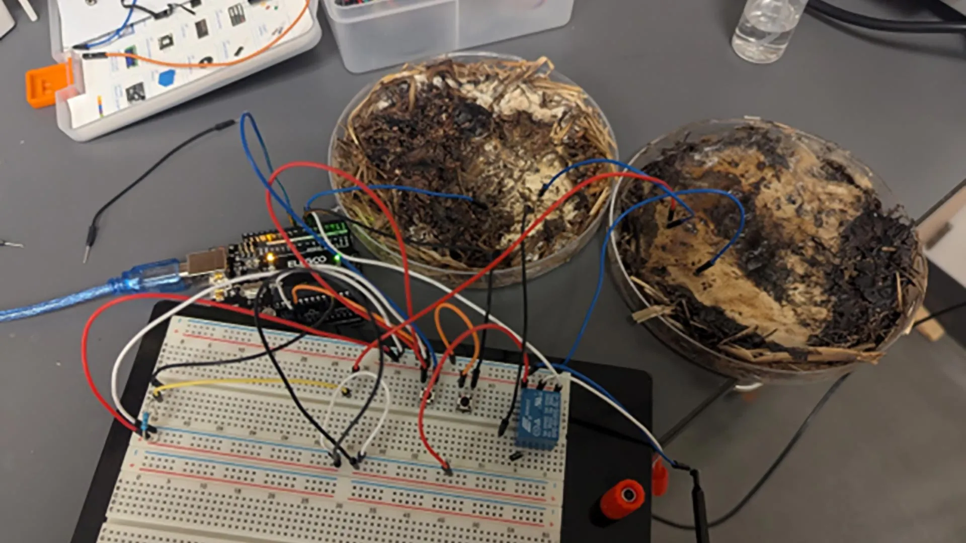 Fungal-Networks-May-Replace-Traditional-Microchips-in-Future-Computing-Systems.webp.webp.webp