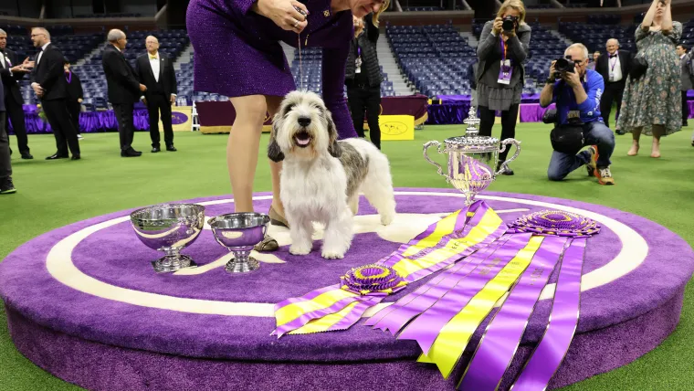 Entradas para la exposición canina de Westminster 2026: cómo comprar, mejores precios, calendario de eventos para la competencia WKC en Nueva York