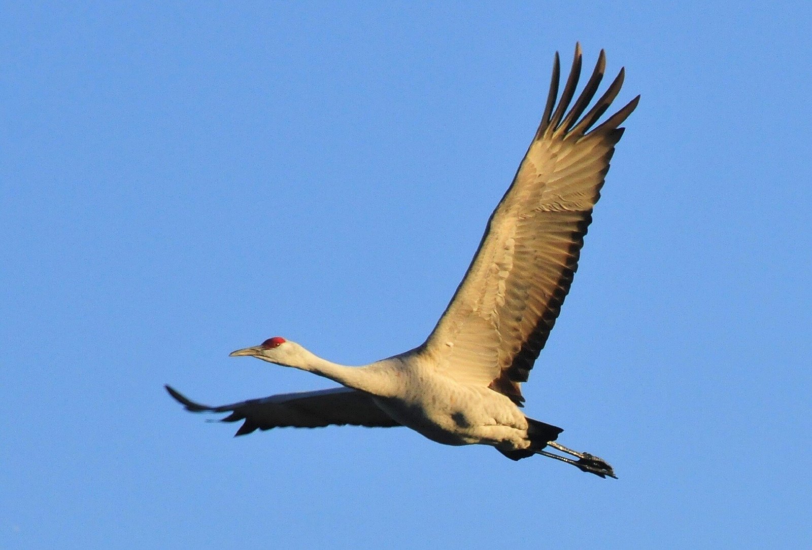 Government-shutdown-impacts-bird-monitoring-at-Cosumnes-River-Preserve-affecting.jpg