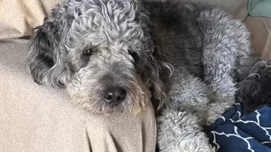 Tiroteo con perros en LAPD: GoFundMe para Jameson recauda una cantidad enorme, supera el objetivo y ‘alcanza cifras astronómicas’