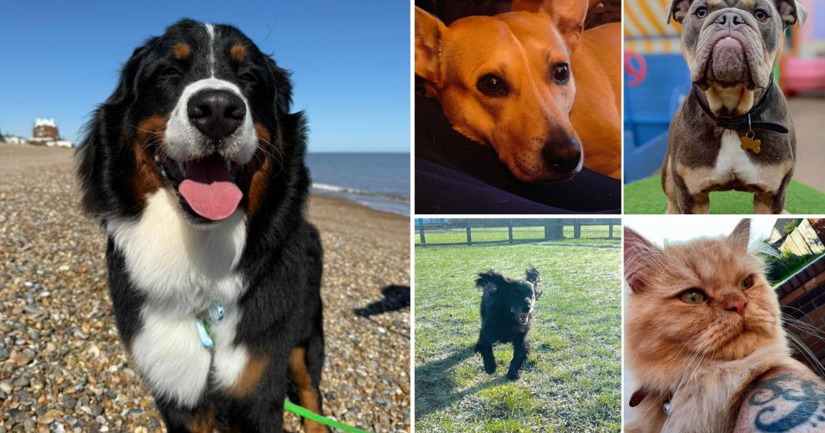 Conoce a las adorables mascotas de esta semana de Ipswich y más allá