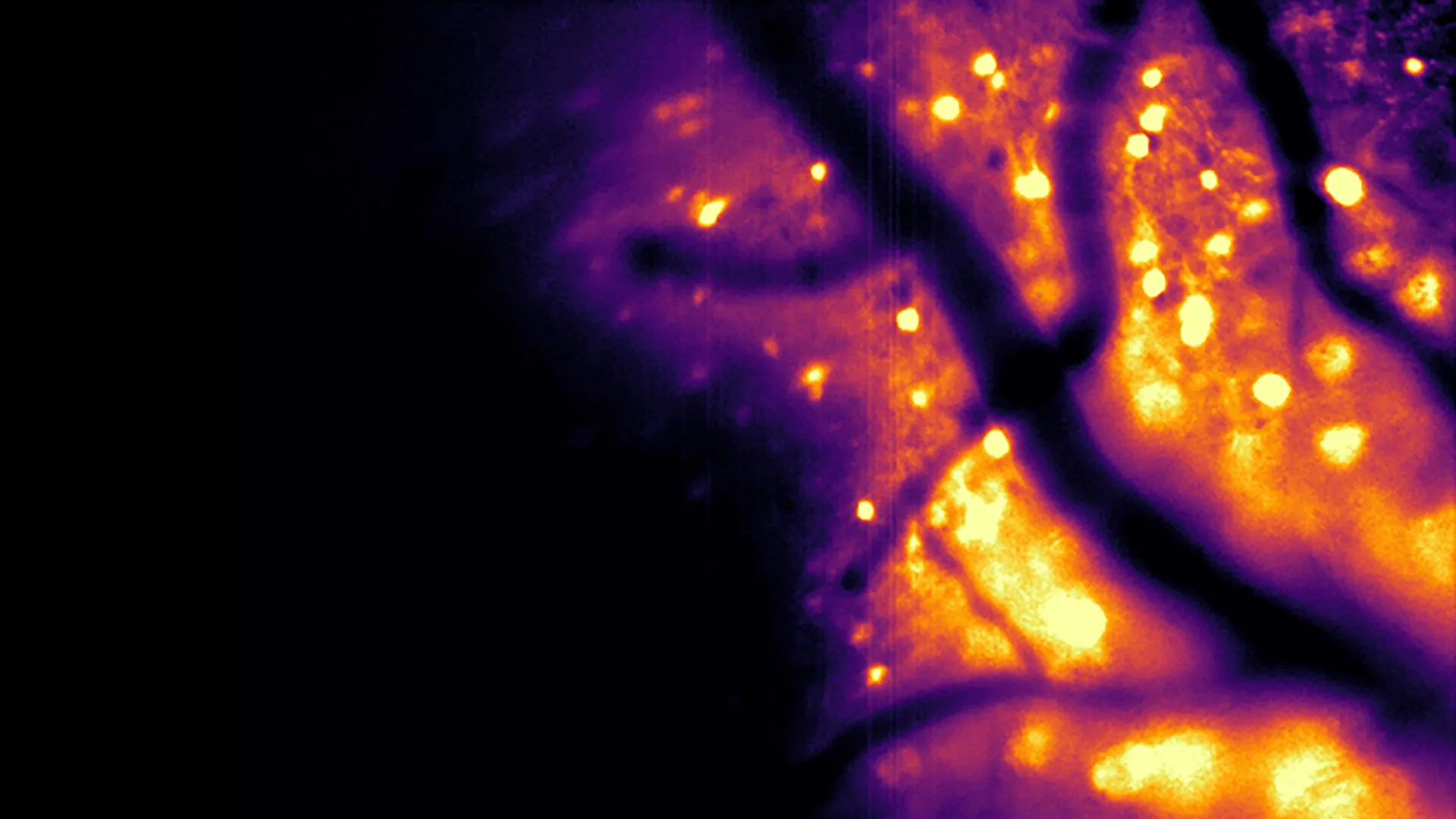 Researchers-Develop-Bioluminescent-Tool-to-Monitor-Brain-Activity-in-Real.webp.webp.webp