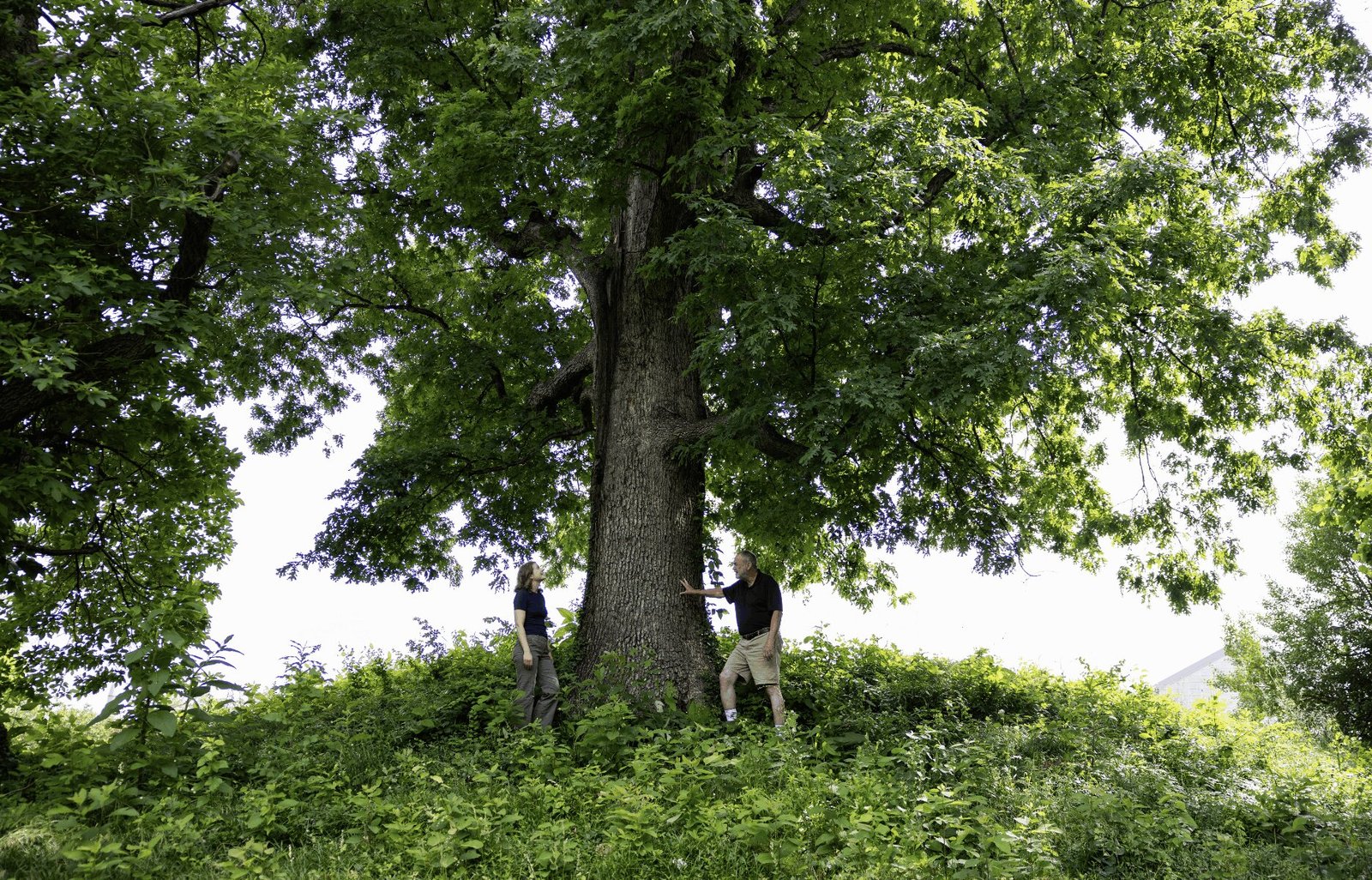 Researchers-Sequence-White-Oak-Genome-to-Enhance-Species-Sustainability-and.jpg