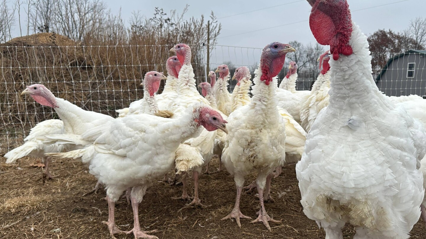 Thanksgiving-Turkey-Prices-Surge-Amid-Industry-Challenges.com2F772F802Ff57c2ea26e205251ffd52bbfa1692F869a0089721348aa9b6b.jpeg
