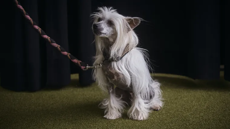 ¿En qué canal se transmite hoy la exposición canina de Westminster? Horarios de partidos de 2026, programación de TV, transmisión en vivo