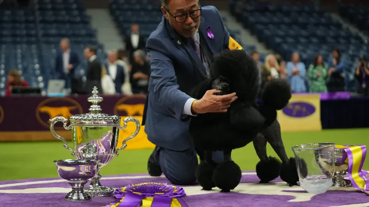 Transmisiones en vivo gratuitas de Westminster Dog Show: Cómo ver la competencia de 2026 sin cable