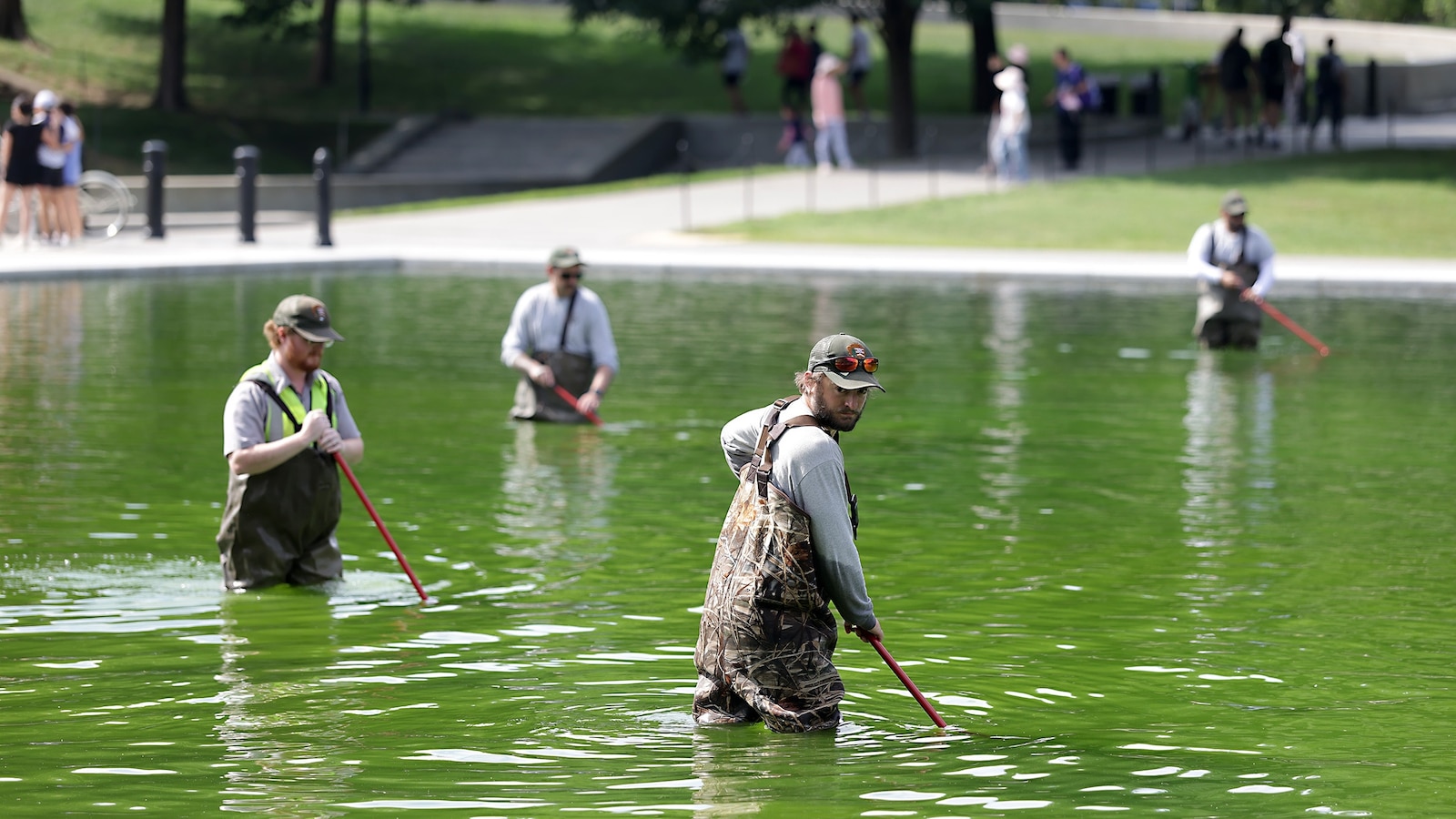 El Servicio de Parques continúa luchando contra las algas en un espejo de agua renovado