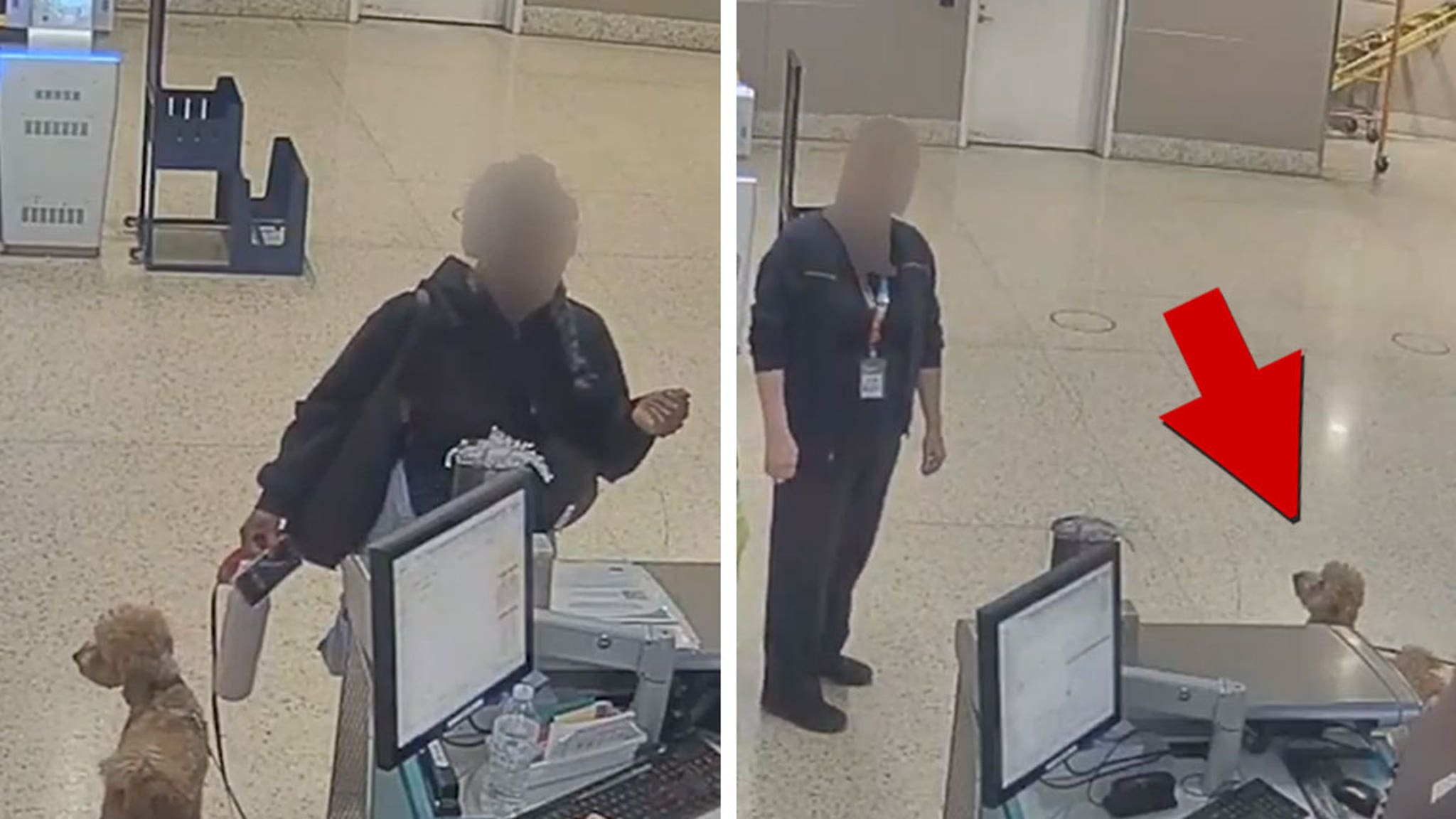 Mujer arrestada tras atar a un perro en el aeropuerto y marcharse, en vídeo