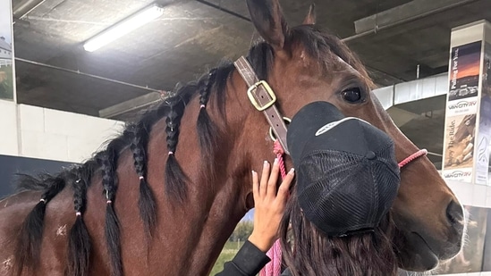 Actualización sobre apuñalamiento de caballos en Las Vegas: lanzamiento de GoFundMe; Surgen detalles inquietantes sobre el sospechoso