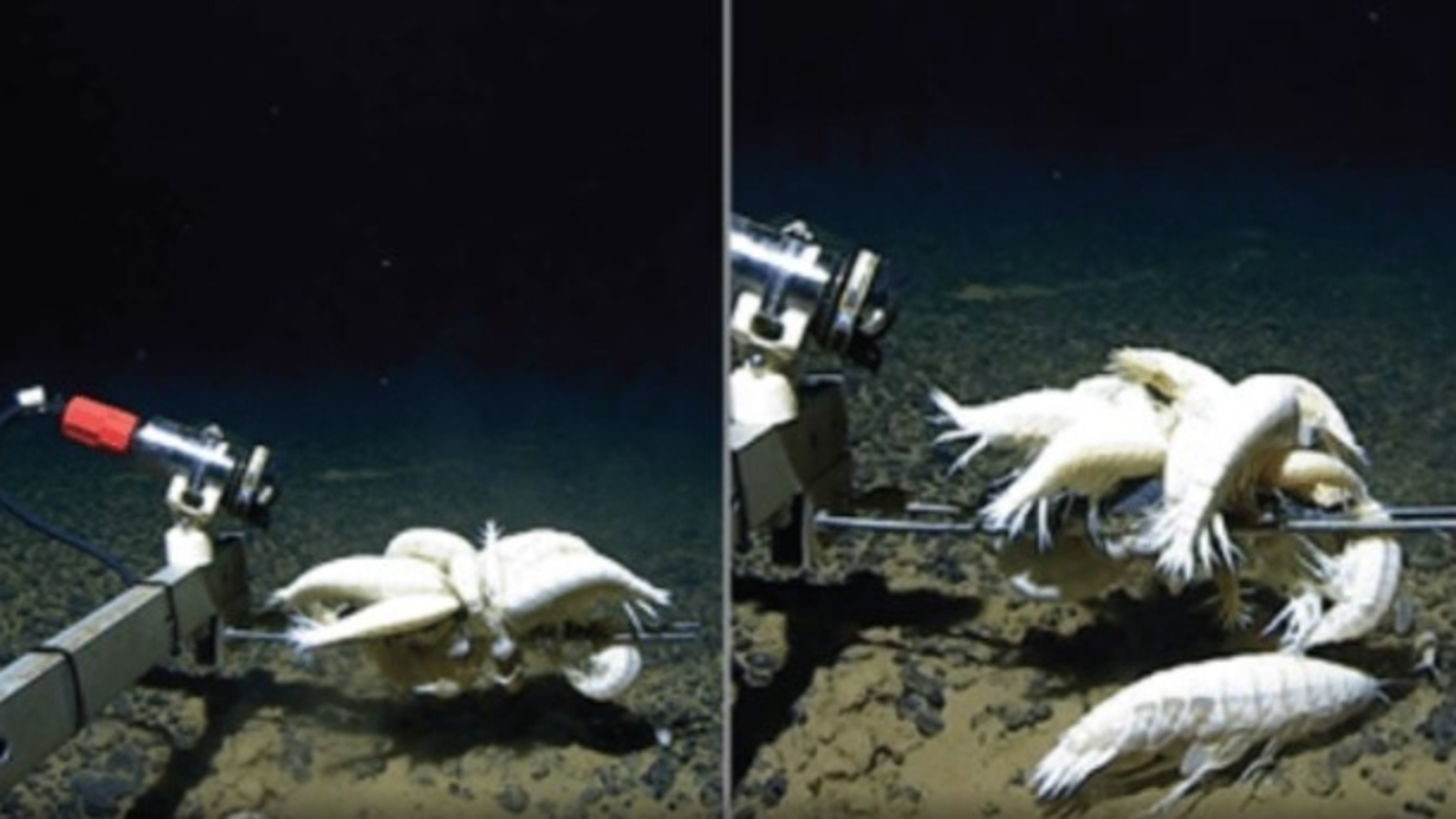 ¿La distribución de la supergigante Alicella Gigantea es rara o está muy extendida? Un nuevo estudio revela detalles sorprendentes