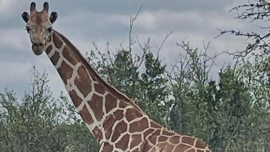 ¿Encontrada la jirafa de Texas desaparecida? Última actualización sobre Gracie escapando de Cedar Hollow Ranch