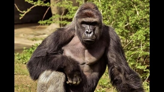 La Casa Blanca se burló por rendir un largo homenaje a la “leyenda” Harambe: “Es la cosa más loca…”