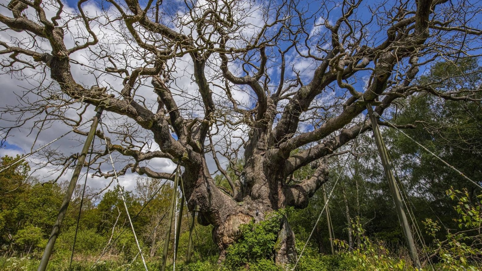 Muere un roble milenario vinculado a la leyenda de ‘Robin Hood’, dice una organización benéfica de vida silvestre