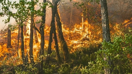 Incendio Novato: Se ordenaron evacuaciones cerca de Sequoia Glen Lane en el condado de Marlin; consultar el mapa, imágenes