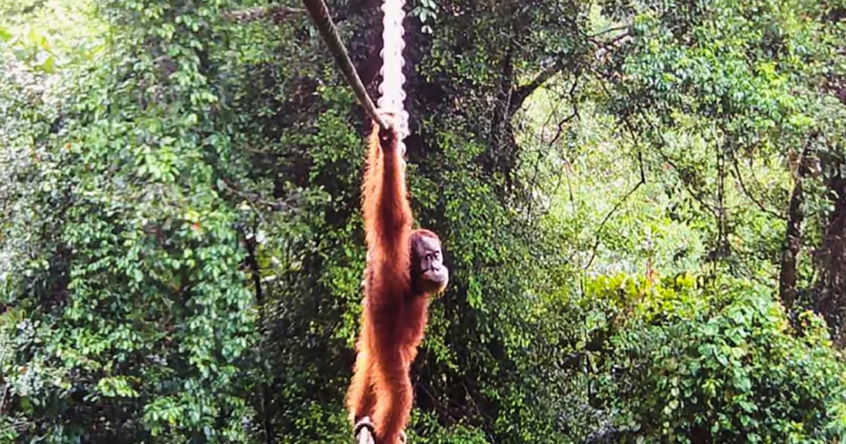 orangutan-ikglhj.jpg