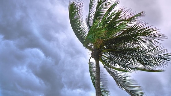 Mapa de la tormenta tropical Bertha: alertas y advertencias de lluvias intensas emitidas para Texas, Luisiana y el Panhandle de Florida