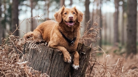 Días después del tiroteo con un perro de LAPD, un oficial de policía de Norfolk mata a tiros a un perro mientras investigaba un incidente separado: lo que sabemos