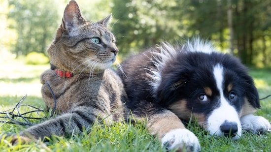 ¿Le pueden multar por afirmar que su mascota es un animal de servicio? Nueva ley de Dakota del Sur