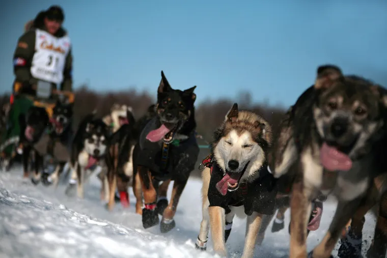 Monedero Iditarod, desglose de pagos: ¿Cuánto premio en metálico ganará el ganador de la carrera de trineos tirados por perros de 2026?